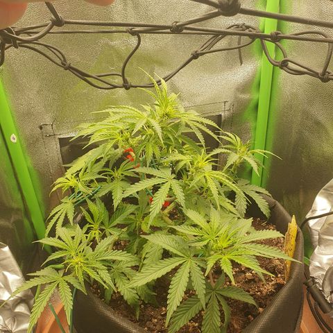 Francesca III  growlog timeline photo