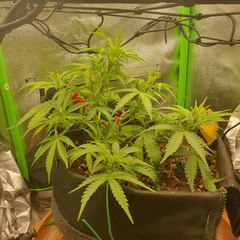 Francesca III  growlog timeline photo