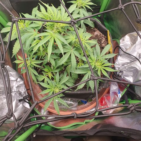 Francesca III  growlog timeline photo