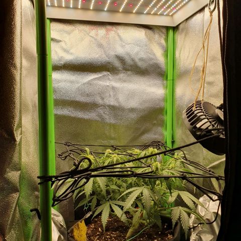 Francesca III  growlog timeline photo