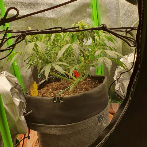 Francesca III  growlog timeline photo