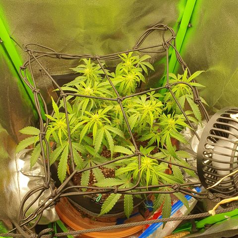 Francesca III  growlog timeline photo