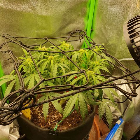 Francesca III  growlog timeline photo