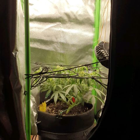 Francesca III  growlog timeline photo