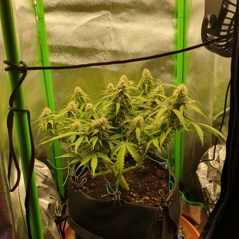 Francesca III  growlog timeline photo