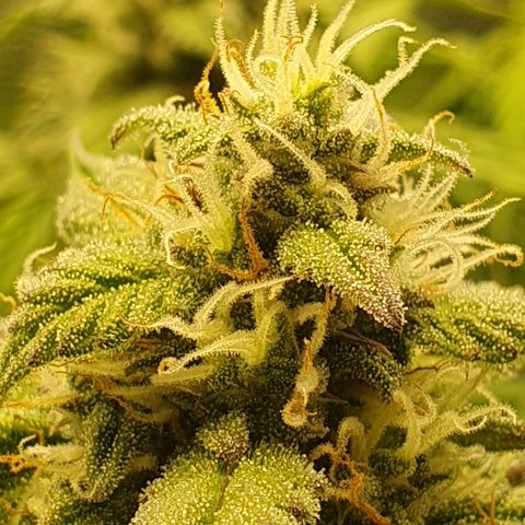 Francesca III  growlog timeline photo