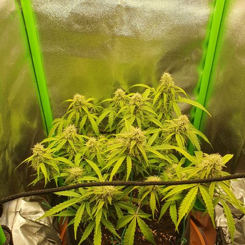 Francesca III  growlog timeline photo