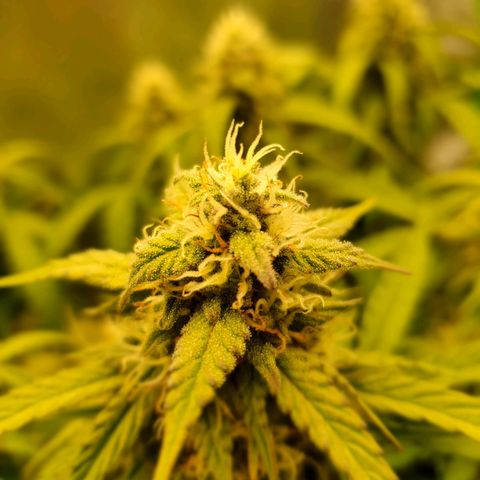 Francesca III  growlog timeline photo