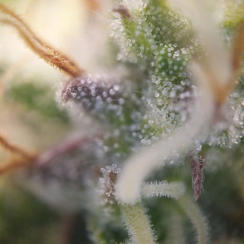 Francesca III  growlog timeline photo