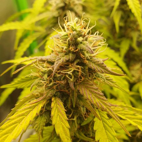 Francesca III  growlog timeline photo