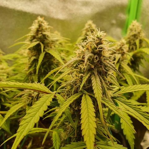 Francesca III  growlog timeline photo