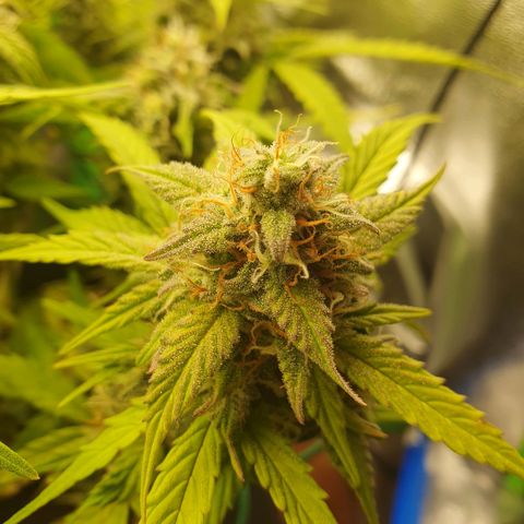 Francesca III  growlog timeline photo