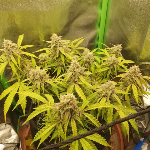 Francesca III  growlog timeline photo