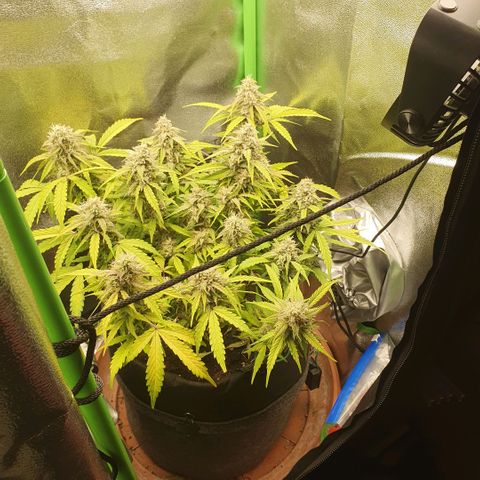 Francesca III  growlog timeline photo