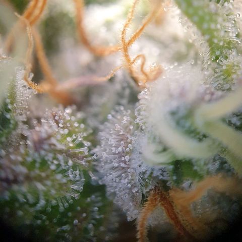 Francesca III  growlog timeline photo