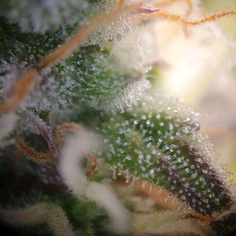 Francesca III  growlog timeline photo