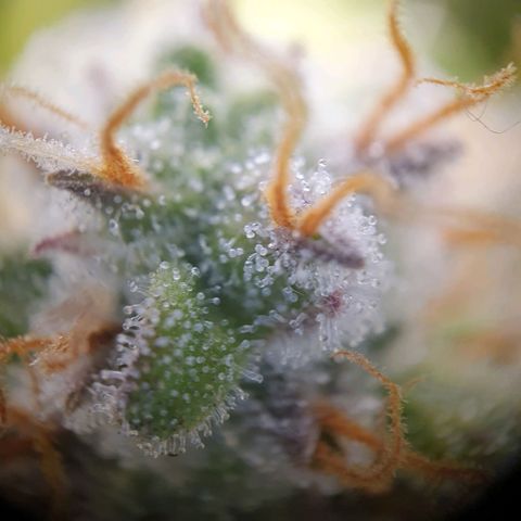 Francesca III  growlog timeline photo
