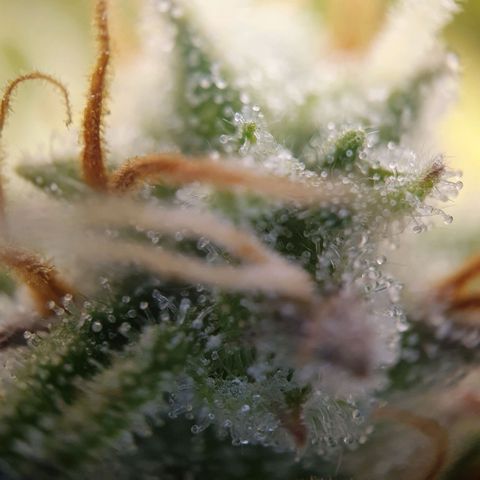 Francesca III  growlog timeline photo