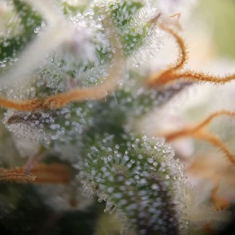 Francesca III  growlog timeline photo