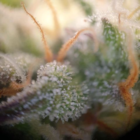 Francesca III  growlog timeline photo