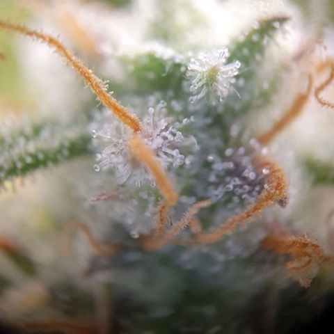 Francesca III  growlog timeline photo