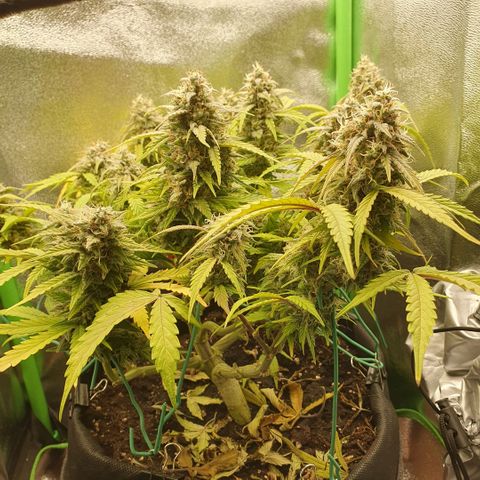 Francesca III  growlog timeline photo