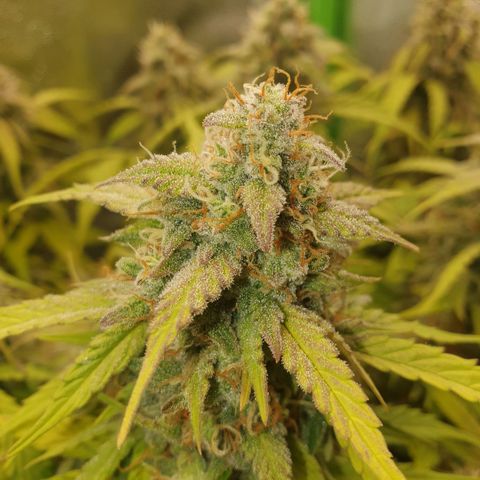 Francesca III  growlog timeline photo