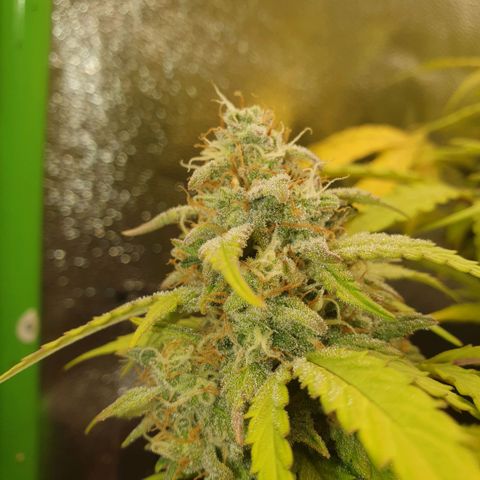 Francesca III  growlog timeline photo