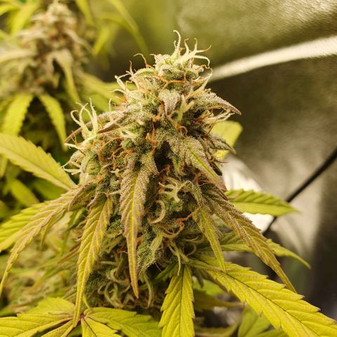 Francesca III  growlog timeline photo