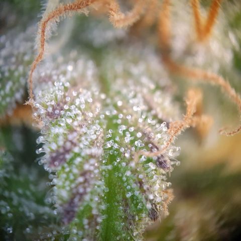 Francesca III  growlog timeline photo