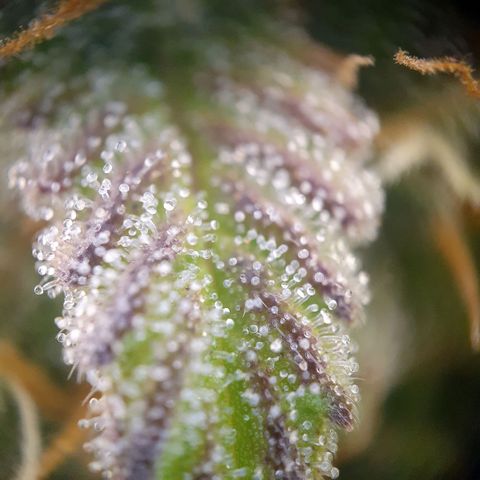 Francesca III  growlog timeline photo