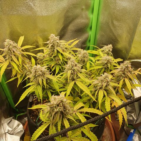 Francesca III  growlog timeline photo