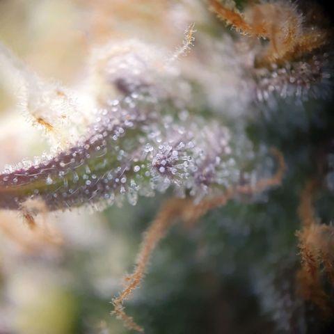 Francesca III  growlog timeline photo