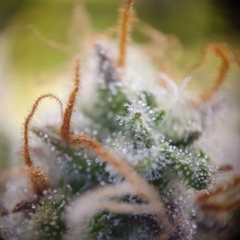 Francesca III  growlog timeline photo