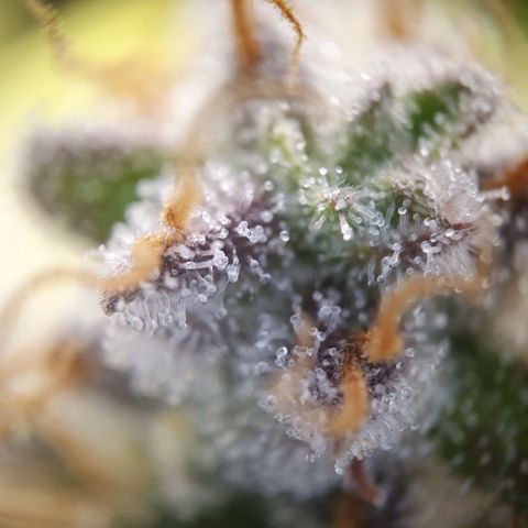 Francesca III  growlog timeline photo