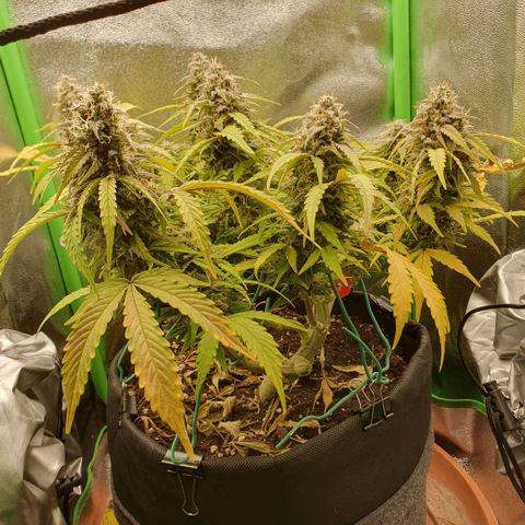 Francesca III  growlog timeline photo