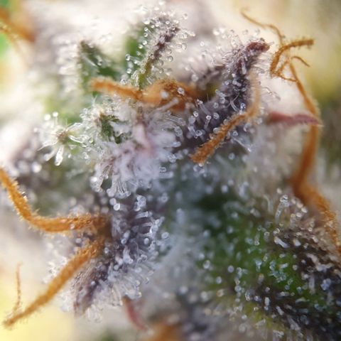 Francesca III  growlog timeline photo