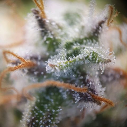 Francesca III  growlog timeline photo