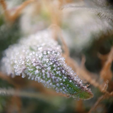 Francesca III  growlog timeline photo