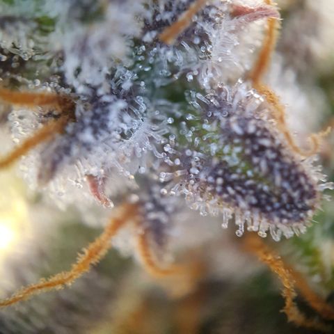 Francesca III  growlog timeline photo