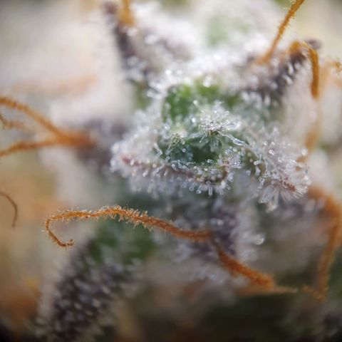 Francesca III  growlog timeline photo