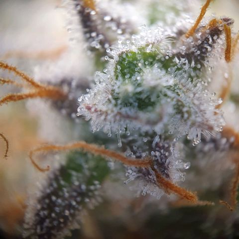 Francesca III  growlog timeline photo
