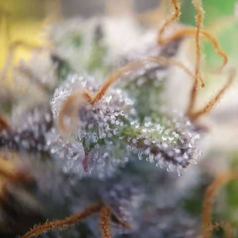 Francesca III  growlog timeline photo
