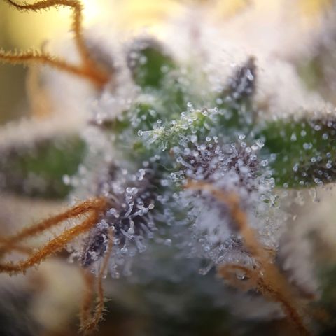 Francesca III  growlog timeline photo