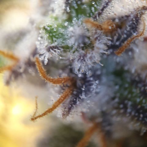 Francesca III  growlog timeline photo
