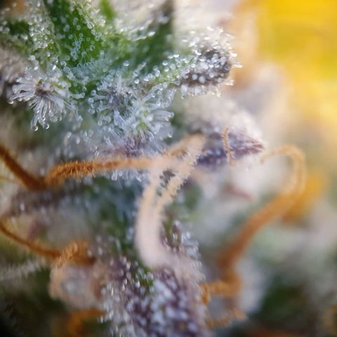 Francesca III  growlog timeline photo