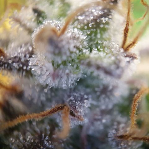 Francesca III  growlog timeline photo