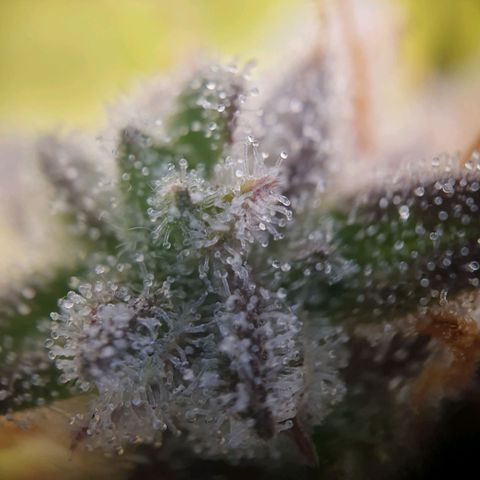 Francesca III  growlog timeline photo