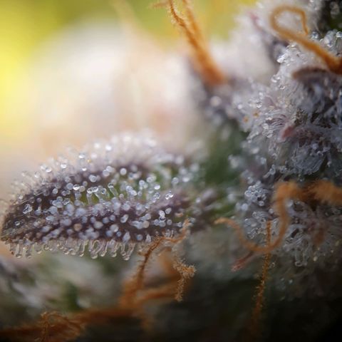 Francesca III  growlog timeline photo