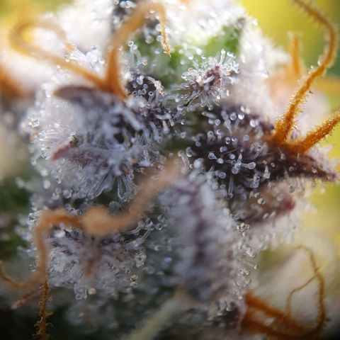 Francesca III  growlog timeline photo
